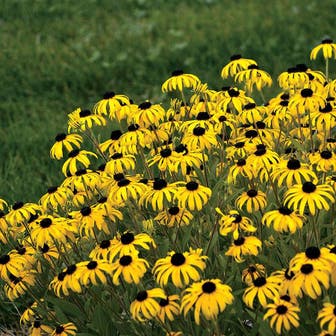 'American Gold Rush' Rudbeckia 