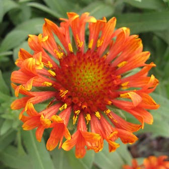 Gaillardia REALFLOR&reg; 'Fanfare Blaze'