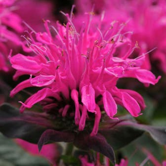 Monarda Balmy&trade; Rose