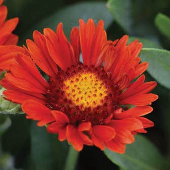 Gaillardia REALFLOR&reg; 'Sunset Celebration'