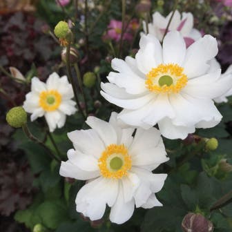 Anemone Fantasy&trade; Snow Angel