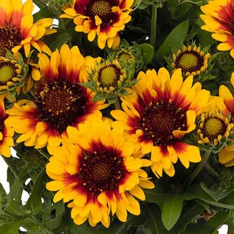 Gaillardia 'Spintop Red Starburst' 