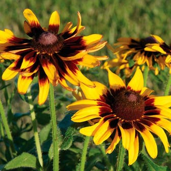 Rudbeckia 'Denver Daisy'