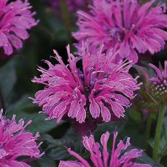 Monarda Upscale&trade; 'Lavender Taffeta' Bee Balm 