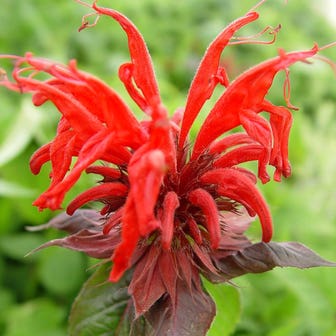 Monarda 'Jacob Cline'