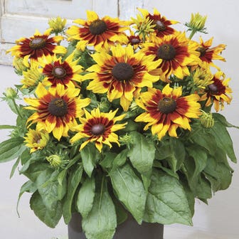 Rudbeckia Echibeckia&trade; Summerina&reg; Sizzling Sunset&trade;