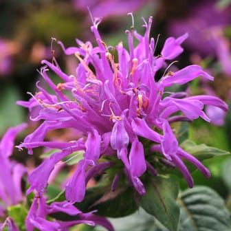 Monarda Balmy&trade; Lilac Bee Balm