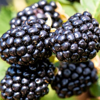 Rubus Taste of Heaven&trade; Thornless Blackberry