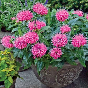 Monarda Pardon My Pink