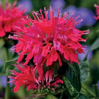 Monarda Sugar Buzz&reg; 'Cherry Pops' 