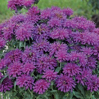 Sugar Buzz&reg; 'Grape Gumball' Bee Balm