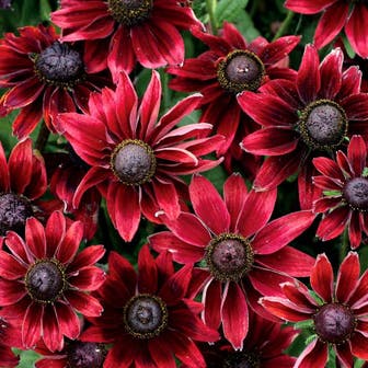 Rudbeckia 'Cherry Brandy'