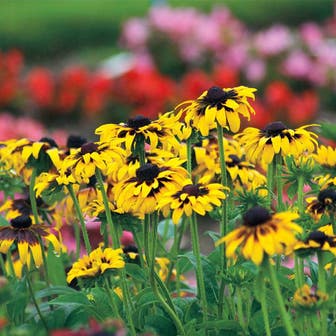 'Kelvedon Star' Rudbeckia Seeds