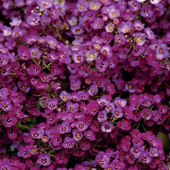 Clear Crystal&reg; Purple Shades Sweet Alyssum Seeds