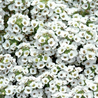 Clear Crystal&reg; White Sweet Alyssum Seeds