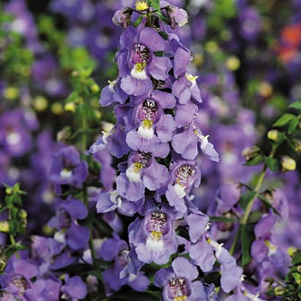 Serena&reg; Blue Angelonia Seeds