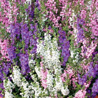 Serena&reg; Mix Angelonia Seeds