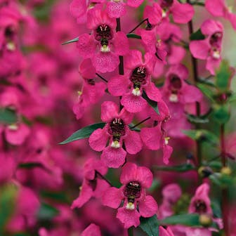 Serena&reg; Rose Angelonia Seeds