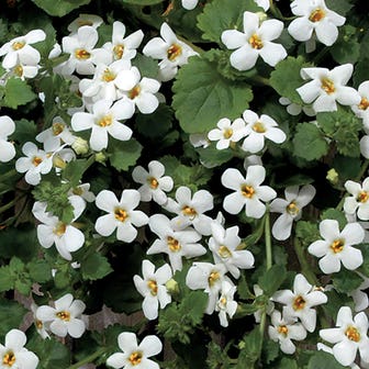 Snowtopia&reg; Bacopa Seeds