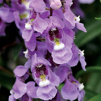 Serenita&reg; Sky Blue Angelonia Seeds