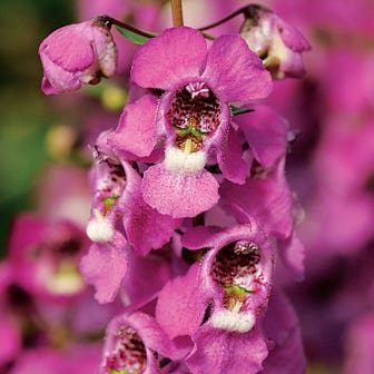 Serenita&reg; Raspberry Angelonia Seeds