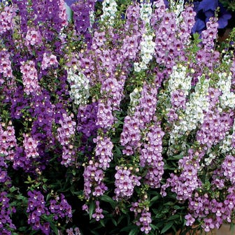 Serenita&reg; Mix Angelonia Seeds