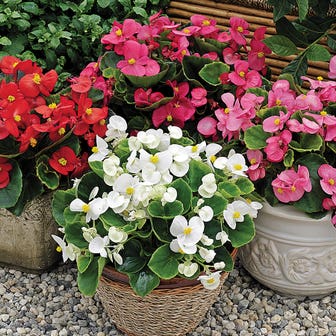 Bada Bing&reg; Mix Begonia Seeds