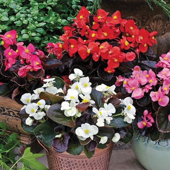 Bada Boom&reg; Mix Begonia Seeds