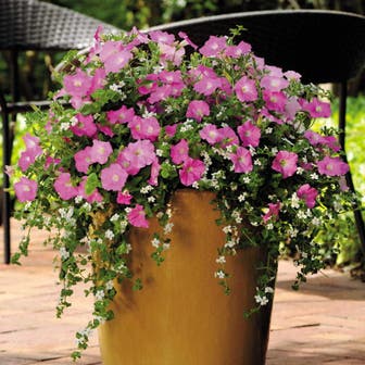 Fuseables&reg; Silk 'n Satin Petunia-Bacopa Seeds