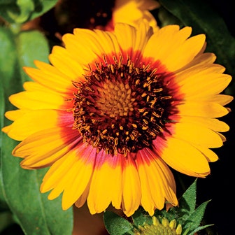 Mesa&trade; Bright Bicolor Hybrid Blanket Flower Seeds