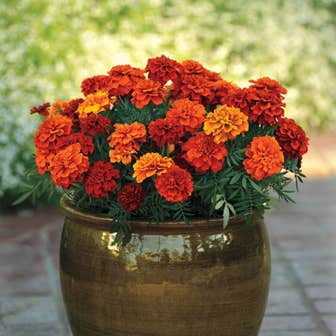 Fireball Marigold Seeds