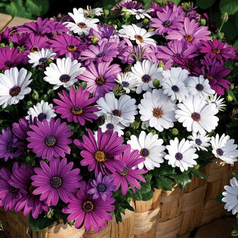 Asti&trade; Mix Osteospermum Seeds