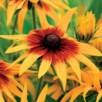 Cappuccino Rudbeckia Seeds