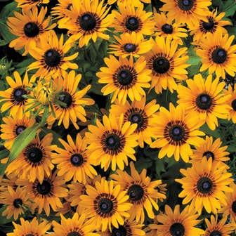 Denver Daisy Rudbeckia Seeds