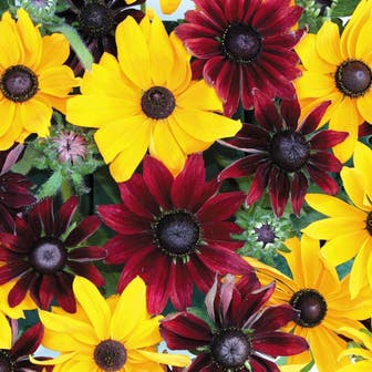 'Ruby Gold' Rudbeckia Seeds