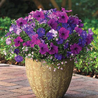 Fuseables&reg; Healing Waters Petunia-Bacopa Seeds