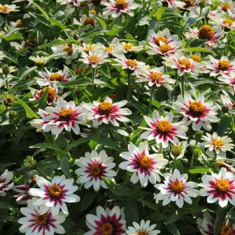 Zahara&reg; Starlight Rose Zinnia Seeds