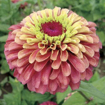 Queeny Lime Red Zinnia Seeds