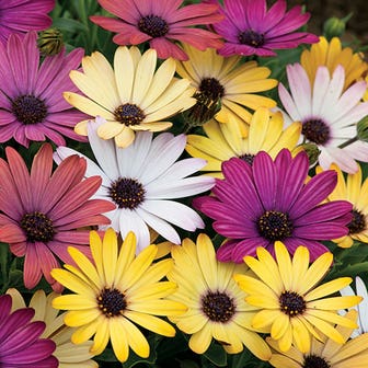 Akila&reg; Grand Canyon Mix Osteospermum Seeds