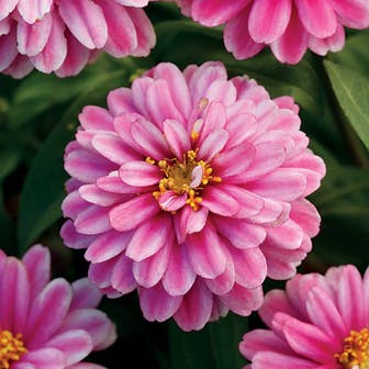 Double Zahara&trade; Raspberry Ripple Zinnia Seeds