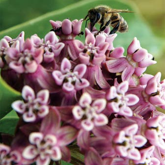 Common Milkweed Heirloom Seeds