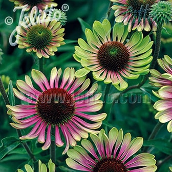 'Green Twister' Coneflower Seeds