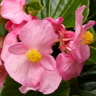 Tophat&trade; Pink Green Leaf Begonia Seeds 