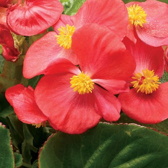 Tophat&trade; Scarlet Green Leaf Begonia Seeds