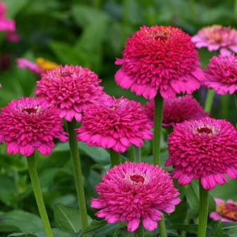 'Zinderella Purple' Zinnia Seeds