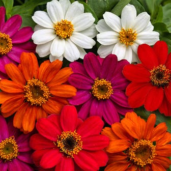 Profusion AAS Mix Zinnia Seeds