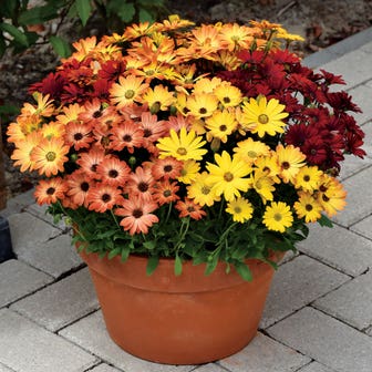 Akila&reg; Sunset Shades Osteospermum Seeds