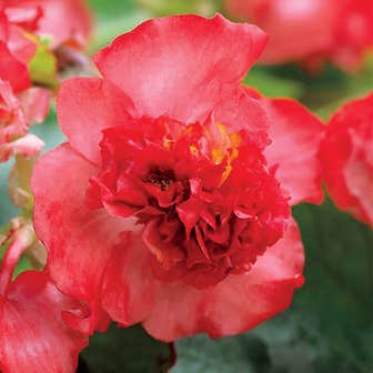 Fiona&trade; Red Begonia Seeds