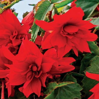 Funky&reg; Scarlet Begonia Seeds