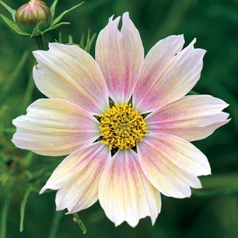 'Apricot Lemonade' Cosmos Seeds